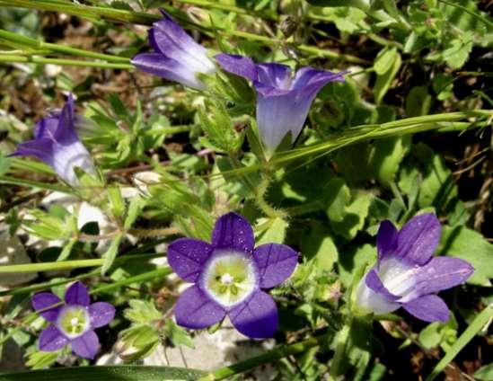 ΕΝΔΗΜΙΚΑ ΦΥΤΑ ΤΗΣ ΑΤΤΙΚΗΣ 66 CAMPANULACEAE ΚΑΜΠΑΝΟΥΛΙΔΕΣ Λαύριο 30/03/2008 Campanula drabifolia Sm. 1806 *** Καμπανούλα η δραβόφυλλη Ενδημική της Στερεάς Ελλάδας, Πελοποννήσου και Ιονίου.