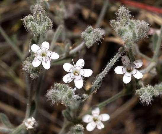 ΕΝΔΗΜΙΚΑ ΦΥΤΑ ΤΗΣ ΑΤΤΙΚΗΣ 67 CARYOPHYLLACEAE ΚΑΡΥΟΦΥΛΛΙΔΕΣ Κιθαιρώνας 25/05/2013 Bolanthus graecus (Schreber) Barkoudah 1962 *** Βόλανθος ο ελληνικός Ενδημικό Ανατολικής Στερεάς Ελλάδας, Εύβοιας και