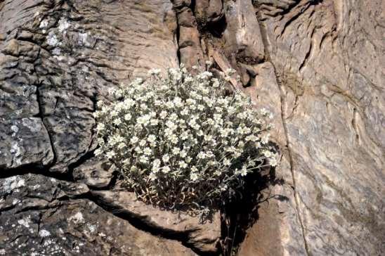 ΕΝΔΗΜΙΚΑ ΦΥΤΑ ΤΗΣ ΑΤΤΙΚΗΣ 68 Πεντέλη 10/05/2010 CARYOPHYLLACEAE ΚΑΡΥΟΦΥΛΛΙΔΕΣ Cerastium candidissimum Correns 1909 *** Κεράστιο το πάλλευκο Ενδημικό που εξαπλώνεται στην Κεντρική και Νότια Ελλάδα.