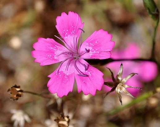 ΕΝΔΗΜΙΚΑ ΦΥΤΑ ΤΗΣ ΑΤΤΙΚΗΣ 72 CARYOPHYLLACEAE ΚΑΡΥΟΦΥΛΛΙΔΕΣ Dianthus diffusus Sibth. & Sm.