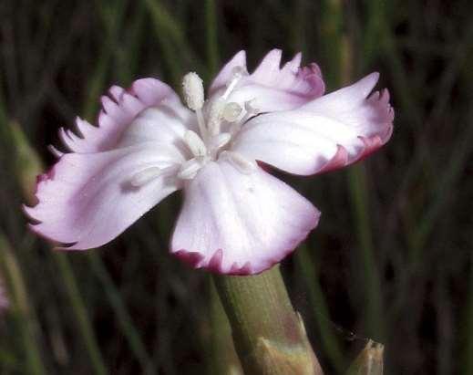 ΕΝΔΗΜΙΚΑ ΦΥΤΑ ΤΗΣ ΑΤΤΙΚΗΣ 74 Πάρνηθα 01/06/2010 CARYOPHYLLACEAE ΚΑΡΥΟΦΥΛΛΙΔΕΣ Dianthus serratifolius subsp. serratifolius Sm.