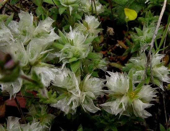 ΕΝΔΗΜΙΚΑ ΦΥΤΑ ΤΗΣ ΑΤΤΙΚΗΣ 75 CARYOPHYLLACEAE ΚΑΡΥΟΦΥΛΛΙΔΕΣ Θρακομακεδόνες 13/04/2008 Paronychia albanica Chaudhri subsp.