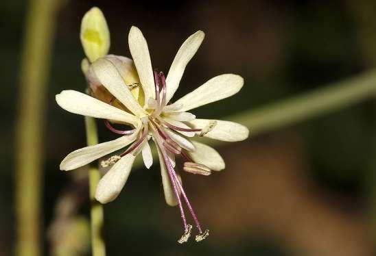 ΕΝΔΗΜΙΚΑ ΦΥΤΑ ΤΗΣ ΑΤΤΙΚΗΣ 77 Πατέρας 20/02/2016 CARYOPHYLLACEAE ΚΑΡΥΟΦΥΛΛΙΔΕΣ Silene fabaria subsp.