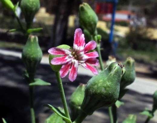 ΕΝΔΗΜΙΚΑ ΦΥΤΑ ΤΗΣ ΑΤΤΙΚΗΣ 78 CARYOPHYLLACEAE ΚΑΡΥΟΦΥΛΛΙΔΕΣ Silene holzmannii Boiss. 1888 *** Σιληνή του Χόλτζμαν Ενδημικό είδος εξειδικευμένο στην διαβίωση σε μικρά νησιά.