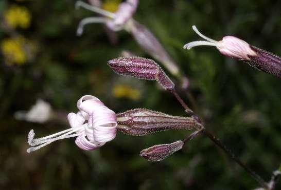 ΕΝΔΗΜΙΚΑ ΦΥΤΑ ΤΗΣ ΑΤΤΙΚΗΣ 79 Πάρνηθα 29/05/2011 CARYOPHYLLACEAE ΚΑΡΥΟΦΥΛΛΙΔΕΣ Silene italica (L) subsp.