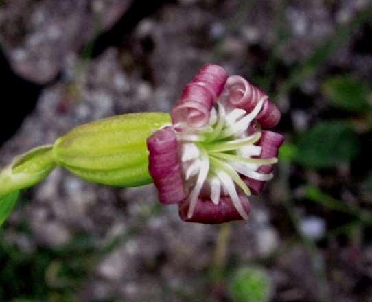 ΕΝΔΗΜΙΚΑ ΦΥΤΑ ΤΗΣ ΑΤΤΙΚΗΣ 80 Πάρνηθα 05/07/2010 CARYOPHYLLACEAE ΚΑΡΥΟΦΥΛΛΙΔΕΣ Silene oligantha Boiss. & Heldr. 1854 subsp.