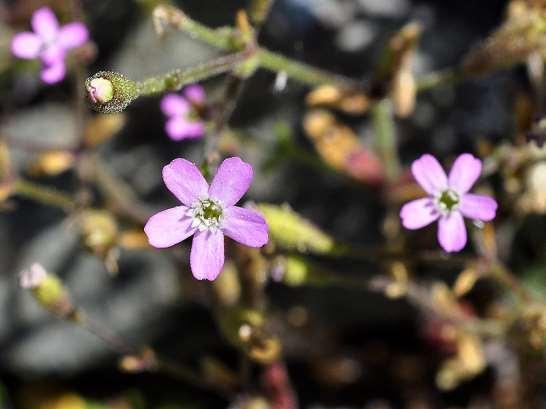 ΕΝΔΗΜΙΚΑ ΦΥΤΑ ΤΗΣ ΑΤΤΙΚΗΣ 81 Πεντέλη 28/04/2013 CARYOPHYLLACEAE ΚΑΡΥΟΦΥΛΛΙΔΕΣ Silene pentelica Boiss.