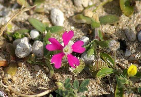 ΕΝΔΗΜΙΚΑ ΦΥΤΑ ΤΗΣ ΑΤΤΙΚΗΣ 83 CARYOPHYLLACEAE ΚΑΡΥΟΦΥΛΛΙΔΕΣ Silene sartorii, Boiss. & Heldr.