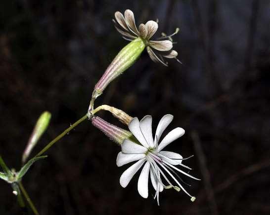 ΕΝΔΗΜΙΚΑ ΦΥΤΑ ΤΗΣ ΑΤΤΙΚΗΣ 84 Πατέρας 12/05/2013 CARYOPHYLLACEAE ΚΑΡΥΟΦΥΛΛΙΔΕΣ Silene spinescens Sm. 1809 *** Σιληνή η αγκαθόμορφη Ενδημικό φυτό Στερεάς Ελλάδας, Πελοποννήσου και Εύβοιας.