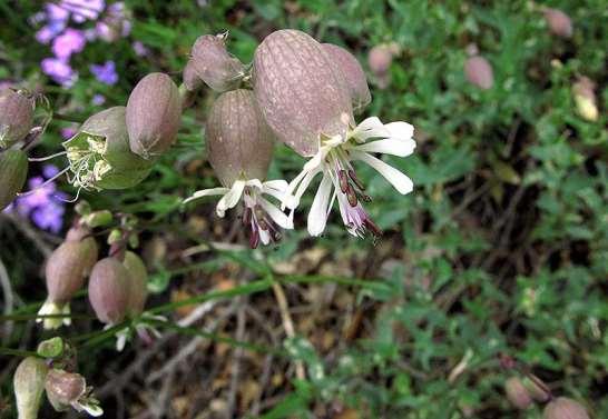 ΕΝΔΗΜΙΚΑ ΦΥΤΑ ΤΗΣ ΑΤΤΙΚΗΣ 85 Πάρνηθα 08/04/2008 CARYOPHYLLACEAE ΚΑΡΥΟΦΥΛΛΙΔΕΣ Silene vulgaris subsp.