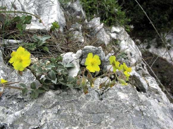 ΕΝΔΗΜΙΚΑ ΦΥΤΑ ΤΗΣ ΑΤΤΙΚΗΣ 86 Πάρνηθα 08/04/2008 CISTACEAE ΚΙΣΤΙΔΕΣ Helianthemum hymettium Boiss. & Heldr.