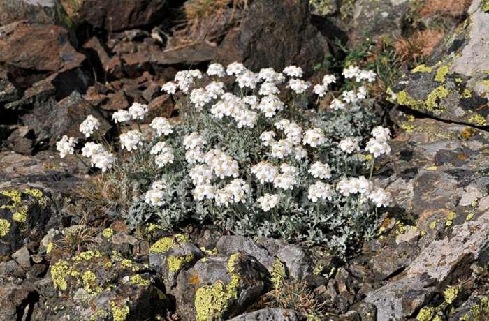 ΕΝΔΗΜΙΚΑ ΦΥΤΑ ΤΗΣ ΑΤΤΙΚΗΣ 87 Από το www.greekflora.gr/ φωτογραφία Γιάννης Κοφινάς COMPOSITAE (ASTERACEAE) ΣΥΝΘΕΤΑ Achillea umbellata Sm.