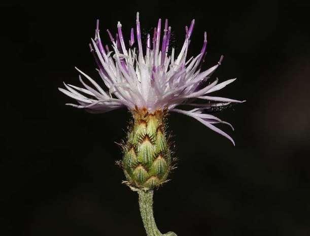 ΕΝΔΗΜΙΚΑ ΦΥΤΑ ΤΗΣ ΑΤΤΙΚΗΣ 88 20/07/2013 COMPOSITAE (ASTERACEAE) ΣΥΝΘΕΤΑ Centaurea affinis Friv. subsp.