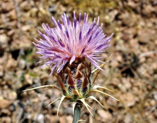 ΕΝΔΗΜΙΚΑ ΦΥΤΑ ΤΗΣ ΑΤΤΙΚΗΣ 89 COMPOSITAE (ASTERACEAE) ΣΥΝΘΕΤΑ Centaurea achaia Boiss. & Heldr.