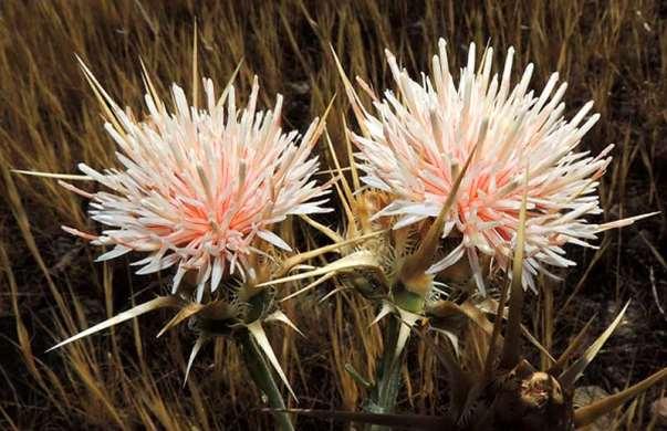 ΕΝΔΗΜΙΚΑ ΦΥΤΑ ΤΗΣ ΑΤΤΙΚΗΣ 90 COMPOSITAE (ASTERACEAE) ΣΥΝΘΕΤΑ Centaurea achaia subsp. corinthiaca (Boiss. & Heldr.) Phitos & T.