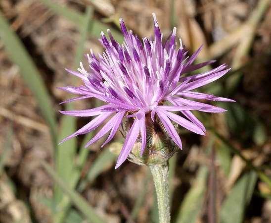 ΕΝΔΗΜΙΚΑ ΦΥΤΑ ΤΗΣ ΑΤΤΙΚΗΣ 94 COMPOSITAE (ASTERACEAE) ΣΥΝΘΕΤΑ Πεντέλη 28/05/2013 Centaurea attica Nyman 1967 subsp. pentelica (Hausskn.