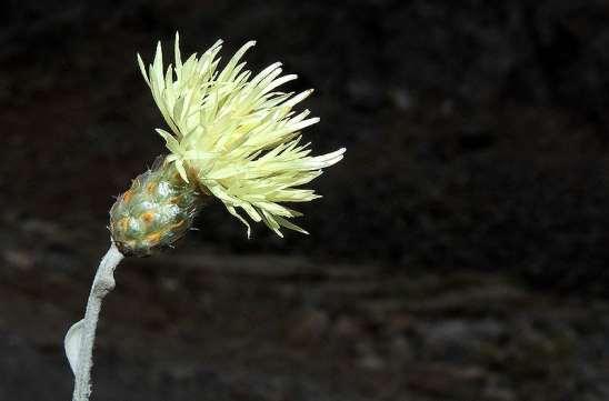 ΕΝΔΗΜΙΚΑ ΦΥΤΑ ΤΗΣ ΑΤΤΙΚΗΣ 95 COMPOSITAE (ASTERACEAE) ΣΥΝΘΕΤΑ Κιθαιρώνας 07/07/2013 Centaurea cithaeronea Phitos & Constantinidis 1993 *** Κενταύρια του Κιθαιρώνα Ενδημική του Κιθαιρώνα (τρεις θέσεις)