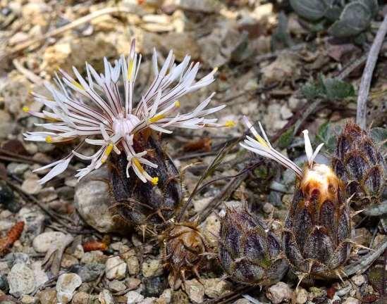 ΕΝΔΗΜΙΚΑ ΦΥΤΑ ΤΗΣ ΑΤΤΙΚΗΣ 96 COMPOSITAE (ASTERACEAE) ΣΥΝΘΕΤΑ Γεράνεια 06/04/2014 Centaurea ebenoides Heldr. ex S.