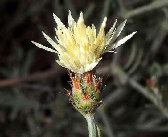 ΕΝΔΗΜΙΚΑ ΦΥΤΑ ΤΗΣ ΑΤΤΙΚΗΣ 98 COMPOSITAE (ASTERACEAE) ΣΥΝΘΕΤΑ Λαυρεωτική 28/05/2013 Centaurea laureotica Heldr.