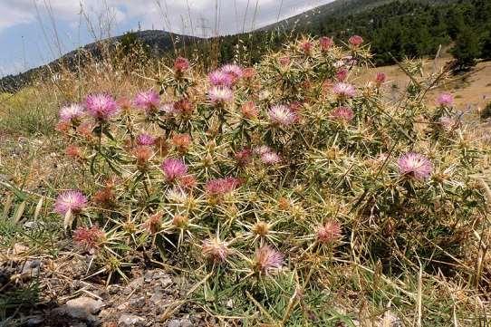 ΕΝΔΗΜΙΚΑ ΦΥΤΑ ΤΗΣ ΑΤΤΙΚΗΣ 99 COMPOSITAE (ASTERACEAE) ΣΥΝΘΕΤΑ Πάστρα 07/07/2013 Centaurea iberica Trev. subsp. holzmanniana (Boiss.