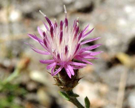 ΕΝΔΗΜΙΚΑ ΦΥΤΑ ΤΗΣ ΑΤΤΙΚΗΣ 100 COMPOSITAE (ASTERACEAE) ΣΥΝΘΕΤΑ Centaurea orphanidea Heldr. & Sart. ex Boiss. 1856 *** Κενταύρια του Όρφανίδη Ωρωπός 23/05/2013 Ενδημικό Στερεάς Ελλάδας και Εύβοιας.