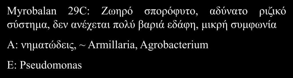 Κλωνικά Υποκείμενα Myrobalan 29C: Ζωηρό σπορόφυτο, αδύνατο ριζικό σύστημα, δεν ανέχεται πολύ βαριά εδάφη,