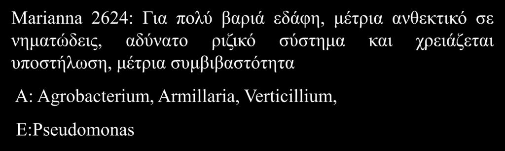 Marianna 2624: Για πολύ βαριά εδάφη, μέτρια ανθεκτικό σε νηματώδεις, αδύνατο ριζικό σύστημα και χρειάζεται