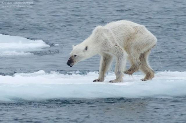 Η πολική αρκούδα ψάχνει φαγητό