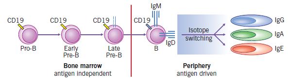 Διαφοροποίηση και ωρίμανση των Β λεμφοκυττάρων 1Η ΦΑΣΗ Αντιγόνο ανεξάρτητη Μυελός των οστών Πηγή κυττάρων με