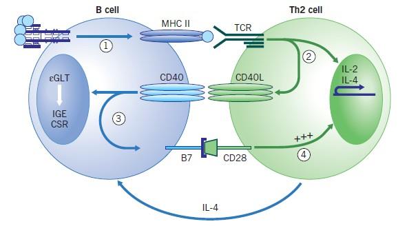 Παραγωγή ειδικής ΙgΕ (IGE switching) Ag peptities CD40= activation molecular not present on resting T cell.