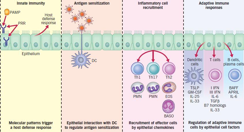 O ρόλος του επιθηλίου σε όλες τις φάσεις της ανοσολογικής
