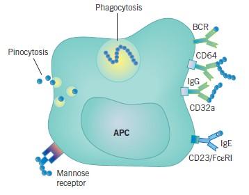 Προσλαμβάνει το αντιγόνο με διάφορους τρόπους Φαγοκύτωση (φαγοκύτταρα πχ μονοκύτταρα, μακροφάγα) Β κυτταρικούς υποδοχείς ( αντιγονοπαρουσιαστικά Β