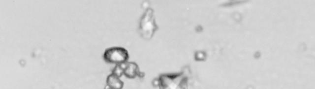 Bipyramidal and small polymorphic