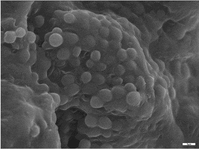 Saccharomyces cerevisiae σε