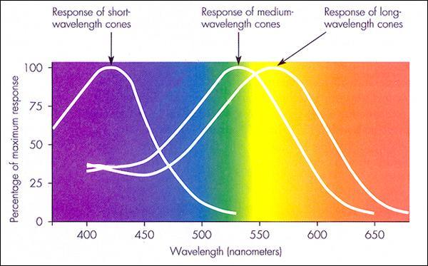 3 τύποι κώνων Υπεύθυνοι για την αναγνώριση των 3 βασικών χρωμάτων