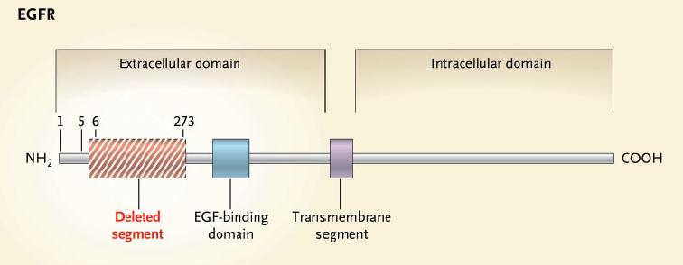 EGFR (epidermal growth factor receptor) / HER1 (human epidermal receptor 1)/ErbB1 Ενδογενή ενεργότητα τυροσινικής κινάσης