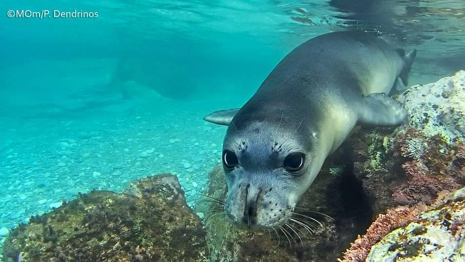 ΕΙΣΑΓΩΓΗ Η μεσογειακή φώκια (Monachus monachus) είναι το σπανιότερο υπάρχον μέλος της οικογένειας Phocidae και ένα από τα σπανιότερα θαλάσσια θηλαστικά στον κόσμο.