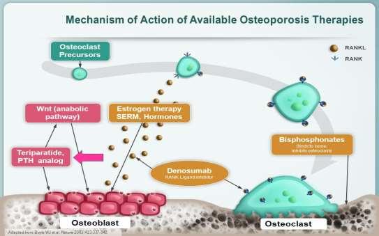 Θεραπεία οστεοπόρωσης ΑΝΤΙΟΣΤΕΟΚΛΑΣΤΙΚΑ: Διφωσφονικά (Αλενδρονατη,Ρισεδρονάτη,Ιμπανδρονατη,Ζολενδρονικό