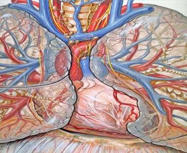 εισαγωγή The mediastinum is a non-delineated group of structures in the thorax (chest), surrounded by loose connective tissue. It is the central compartment of the thoracic cavity.