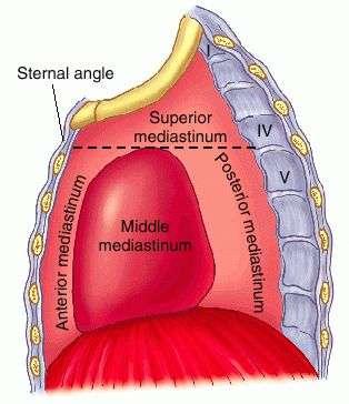 ανατομία Το Μεσοθωράκιο αφορίζεται