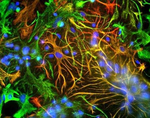ΜΟΡΦΟΛΟΓΙΑ ΚΑΙ ΦΥΣΙΟΛΟΓΙΑ ΤΟΥ ΝΕΥΡΙΚΟΥ ΣΥΣΤΗΜΑΤΟΣ Physiology of synapses Consoulas Christos Medical School, Physiology NKUA An understanding of synaptic