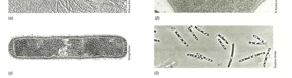 (β) Methanotorris igneus (άριστη θερμοκρασία αύξησης: 88 o C).