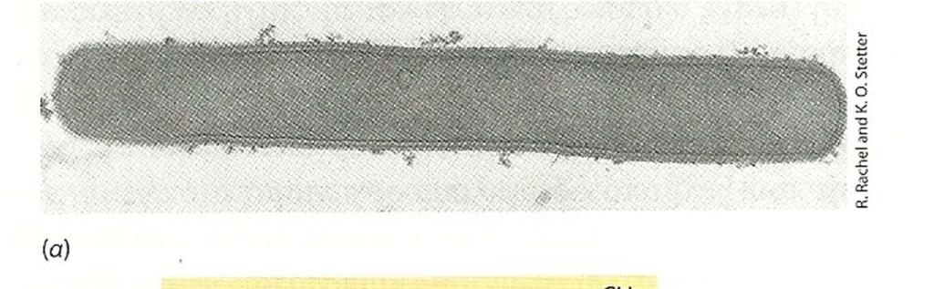 Σχ.256. Methanopyrus.