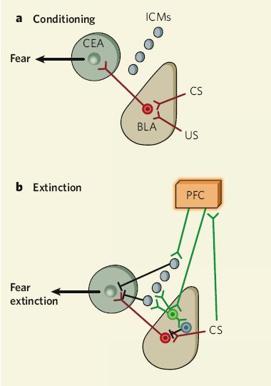 Fear Extinction