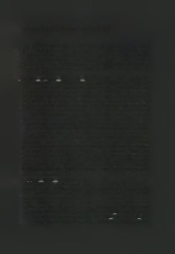 3 5. ΑΝΑΣΚΠΗΣΗ ΒΙΒΛΙΓΡΑΦΙΑΣ Στη χώρα μας, όπως έχει ήδη αναφερθεί, δεν έχει επεκταθεί αρκετά η έρευνα στ αντικείμεν αυτό, δηλαδή της βιλγίας των ζιζανίων γενικά και ειδικότερα στην επίδραση της