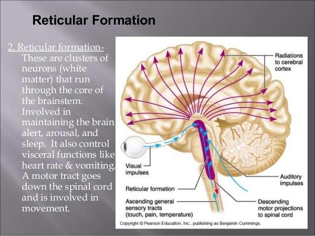 Δικτυωτός Σχηματισμός (Reticular Formation) Σύστημα πολλών (μικρών ή μεγάλων) πυρήνων με πολλαπλές συνδέσεις υπό μορφή δικτύου που βρίσκεται στο Νωτιαίο Μυελό και το