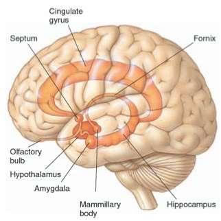 Μεταιχμιακό Σύστημα (Limbic System) Ανευρίσκεται στο όριο (μεταίχμιο) ανάμεσα στο διάμεσο εγκέφαλο και τον κροταφικό λοβό και