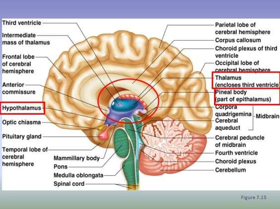 Διάμεσος Εγκέφαλος (diencephalon) Θάλαμος Ενδιάμεσος σταθμός για όλες τις αισθητικές οδούς