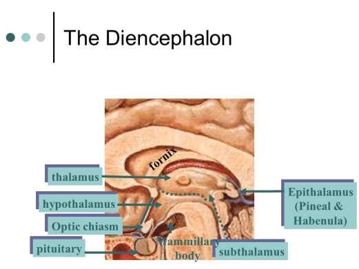 Διάμεσος Εγκέφαλος (diencephalon) Υποθάλαμος Ρύθμιση εκκρίσεως ορμονών Ρύθμιση και συντονισμός των σωματικών (ακουσίων) λειτουργιών (Αυτόνομο Νευρικό