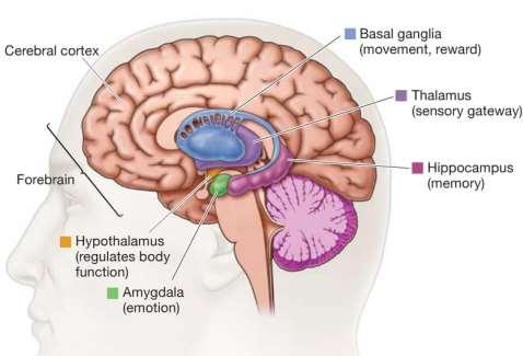 Διάμεσος Εγκέφαλος (diencephalon) Βασικά γάγγλια
